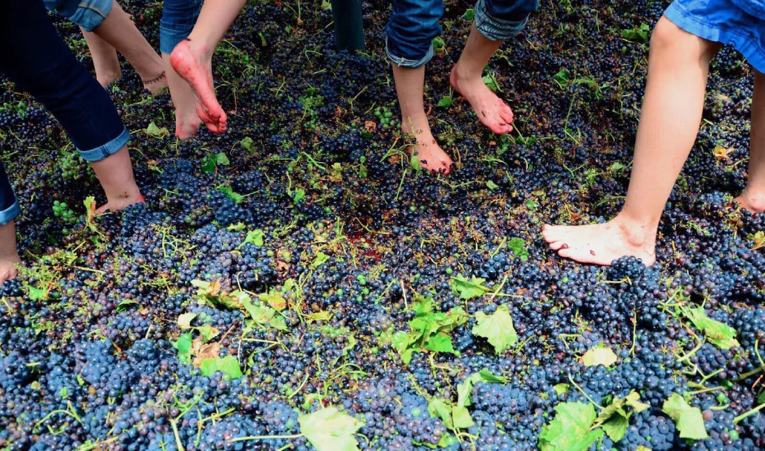 Vino Patero